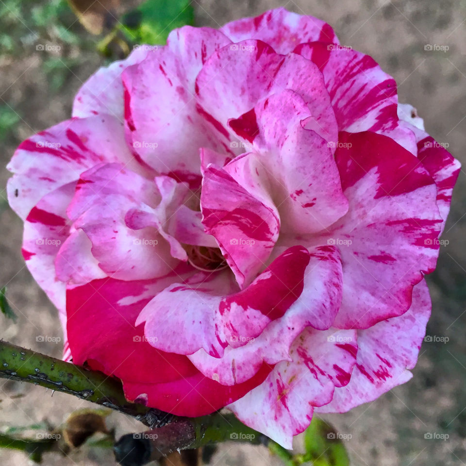 🌹 🇺🇸 Very beautiful flowers to brighten our day.  Live nature and its beauty. Did you like the delicate petals? / 🇧🇷 Flores muito bonitas para alegrar nosso dia. Viva a natureza e sua beleza. Gostaram das pétalas delicadas? 