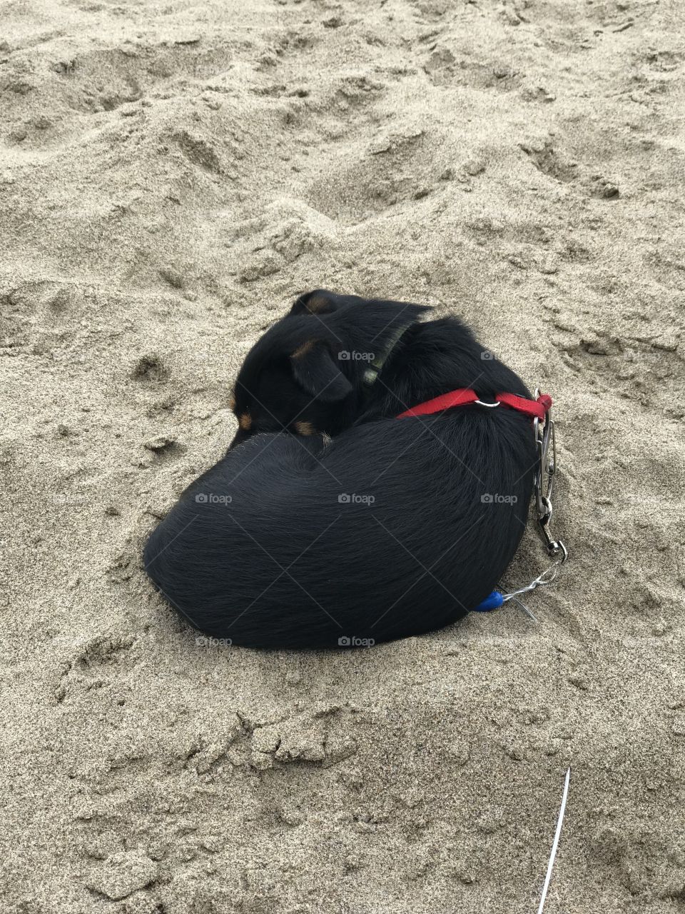 He had a very eventful day at Limantour Beach dog resting in ball