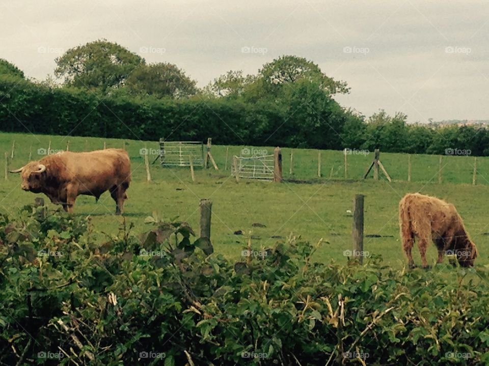 Highland cows in Yorkshire . Highland cows in green field Wakefield England 