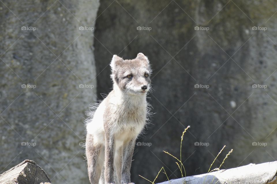 Curiosity of arctic fox