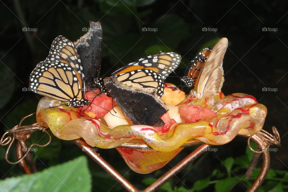 Butterflies eating fruit from feeding dish