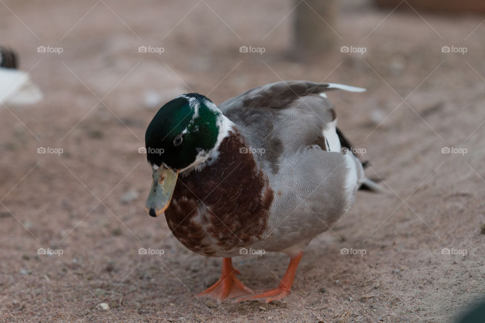 Bird, Duck, Wildlife, Poultry, Animal