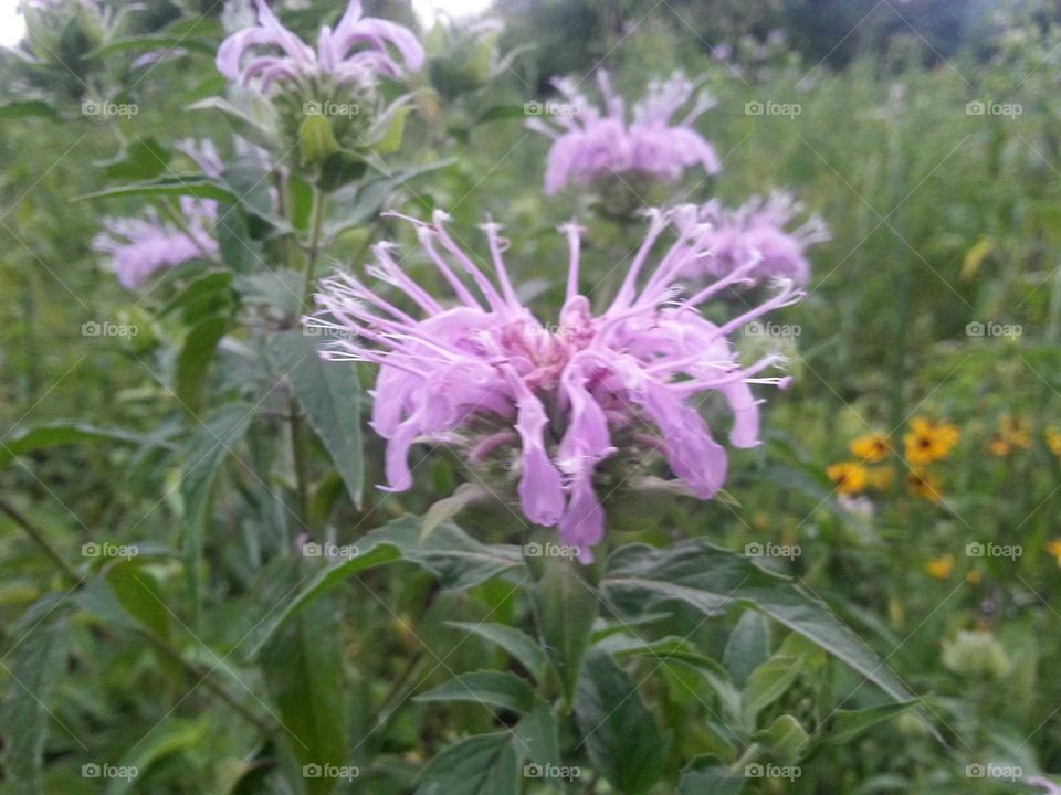 flowers