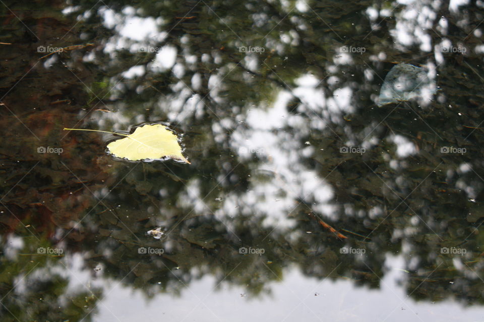 Yellow fallen leaf in water