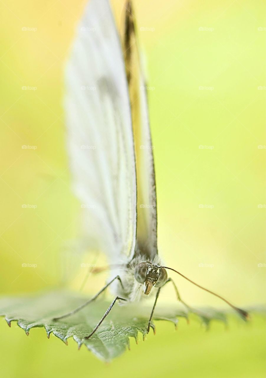 close up macro portrait from a pieridae white butterfly with blue eyes looking straight in to the camera