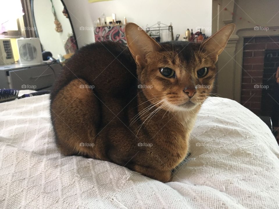 Cat loaf on a bed