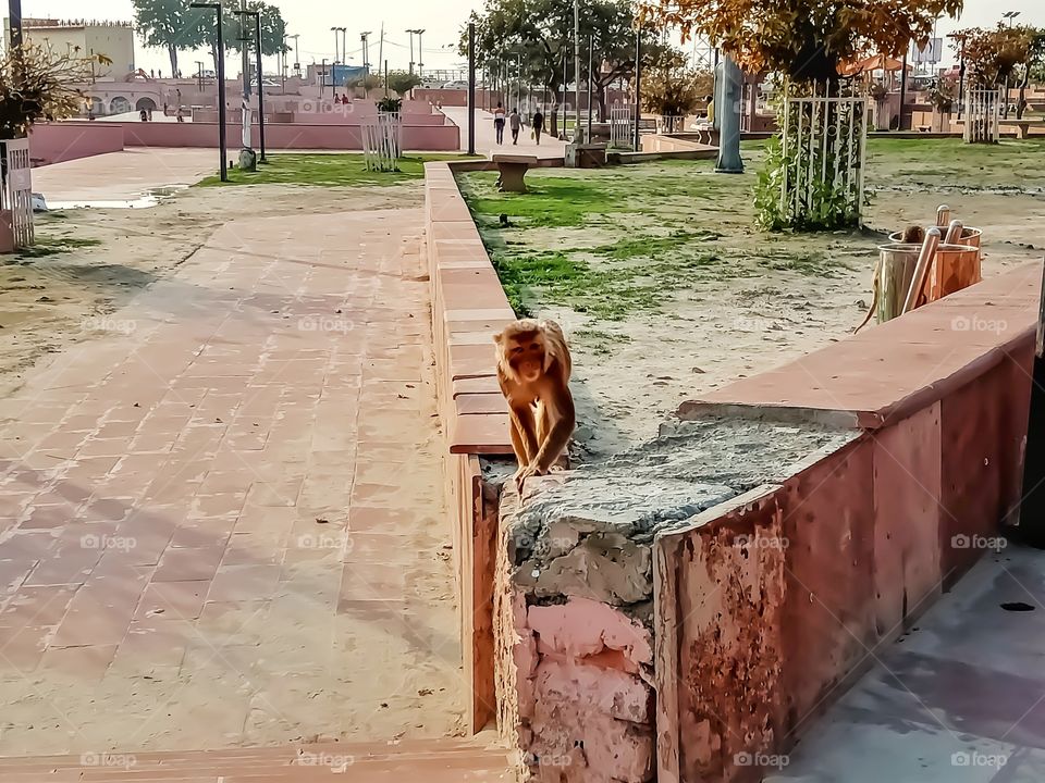 Beautiful monkey walking on wall image india