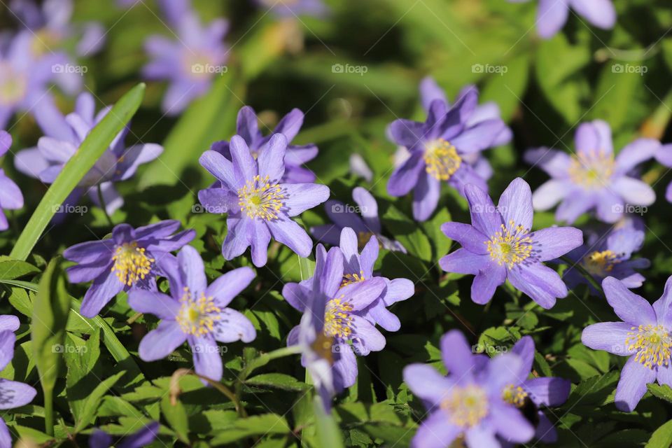 Purple flowers in spring 