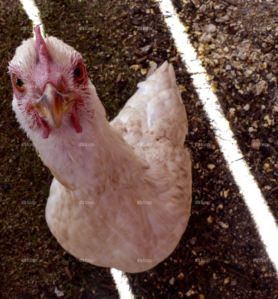 High angle view of chicken
