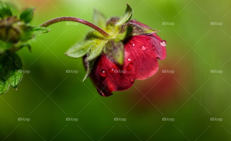 rain drops on red flower bud