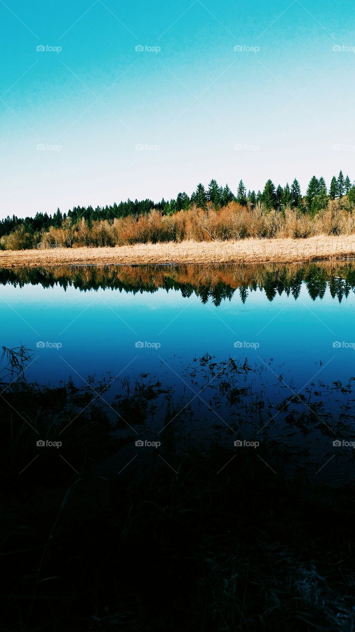 trees on the water 😍