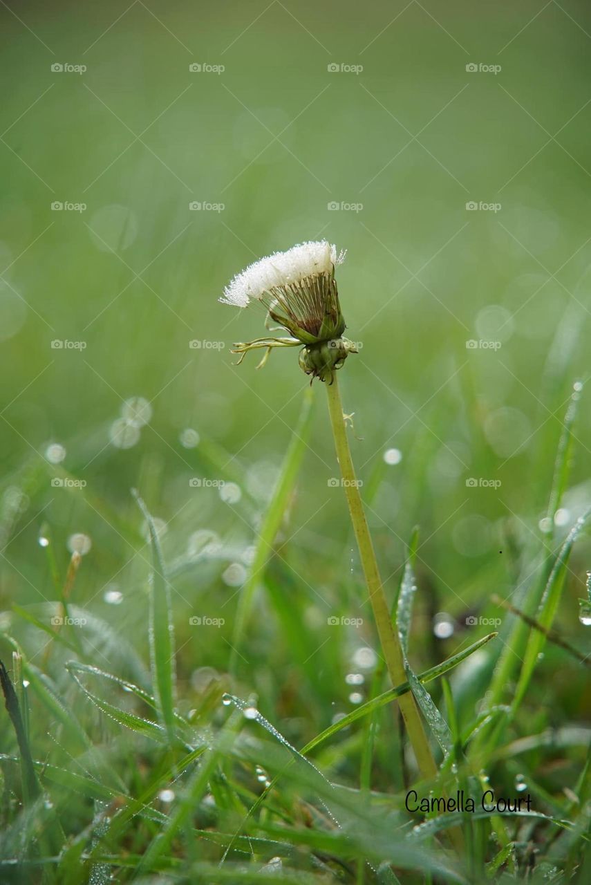 Dandelion in dewdrops