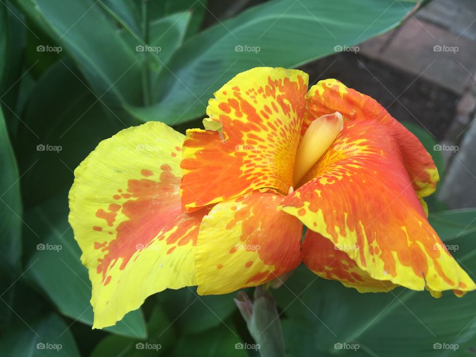 Beautiful yellow-orange flower