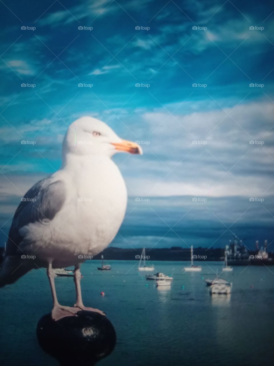 Sea - Gulls in UK