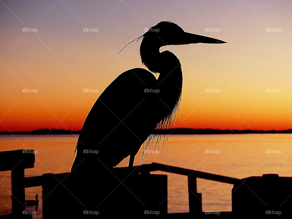 
Great Blue Heron silhouette perched on the dock during a spectacular sunset. - typically seen along coastlines, in marshes, or near the shores of ponds or streams. They are expert fishers.
