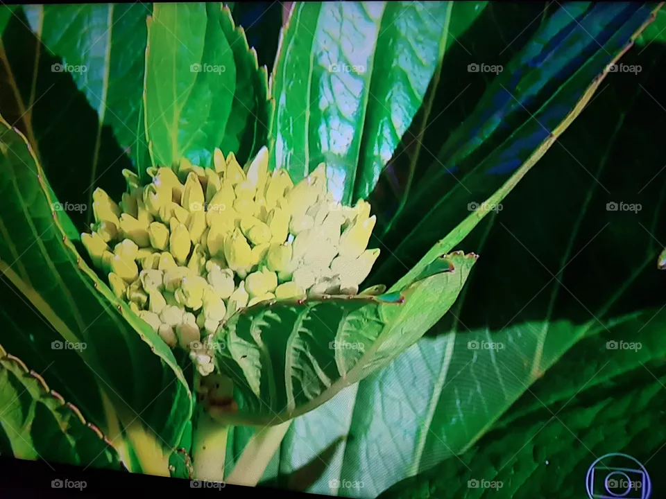 Hortência