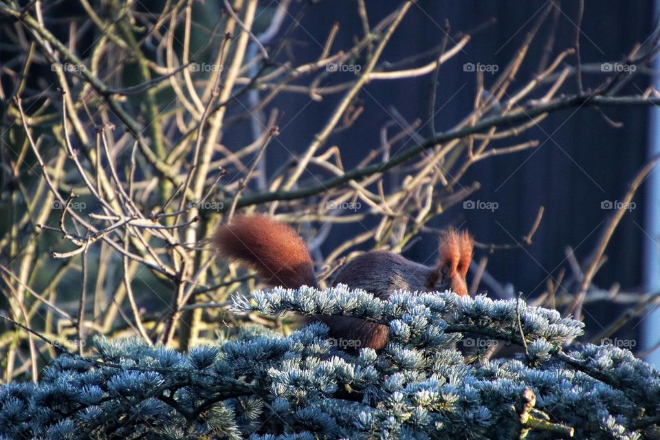 A red squirrel hides behind a frozen green pine branch