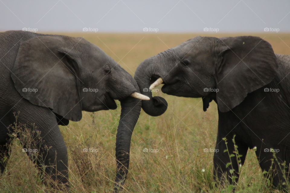 Two small elephants in the nature. So sweet when they try to fight against each other to have fun!