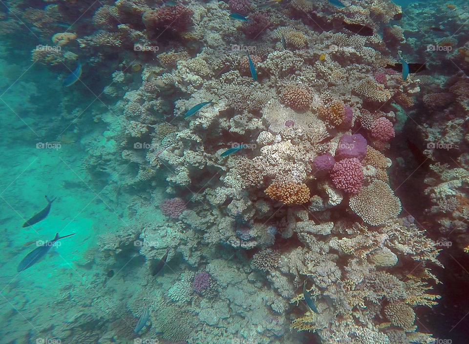 Colors of Hurghada. Taken while snorkeling in the Red Sea.