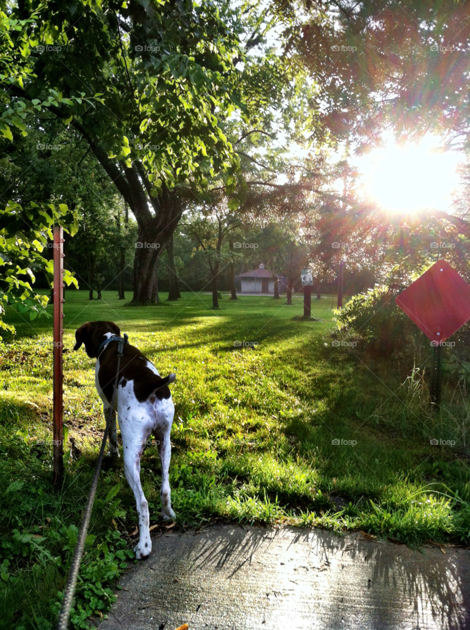 pointer south milwaukee wi pointing stalking a rabbit by doug414