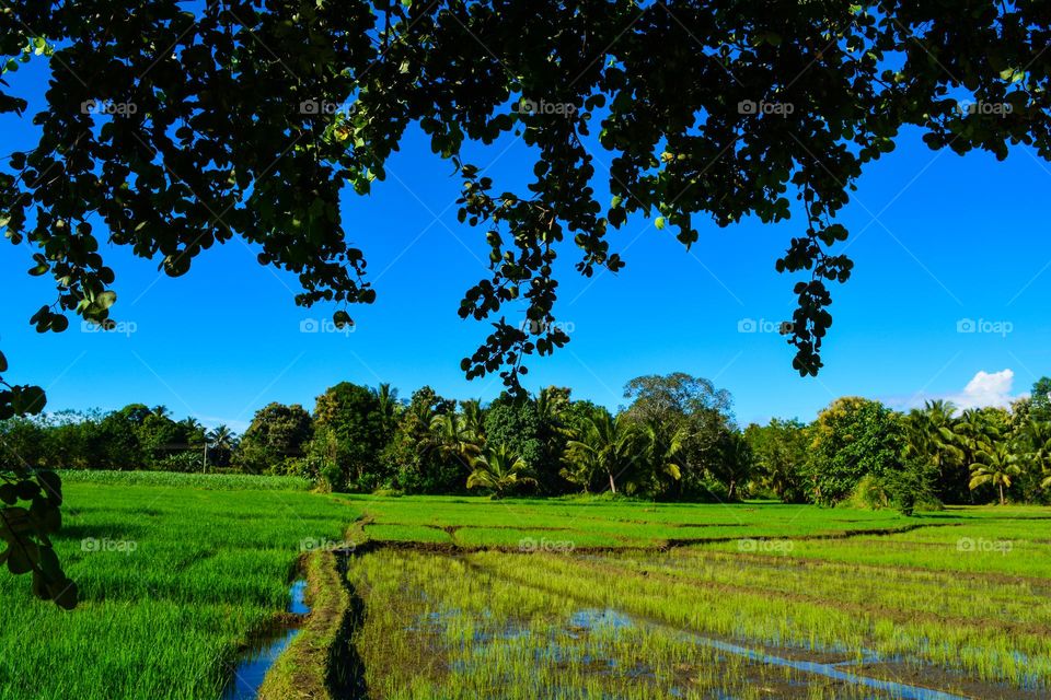 Amazing Landscape of a paddy field in Sri Lanka