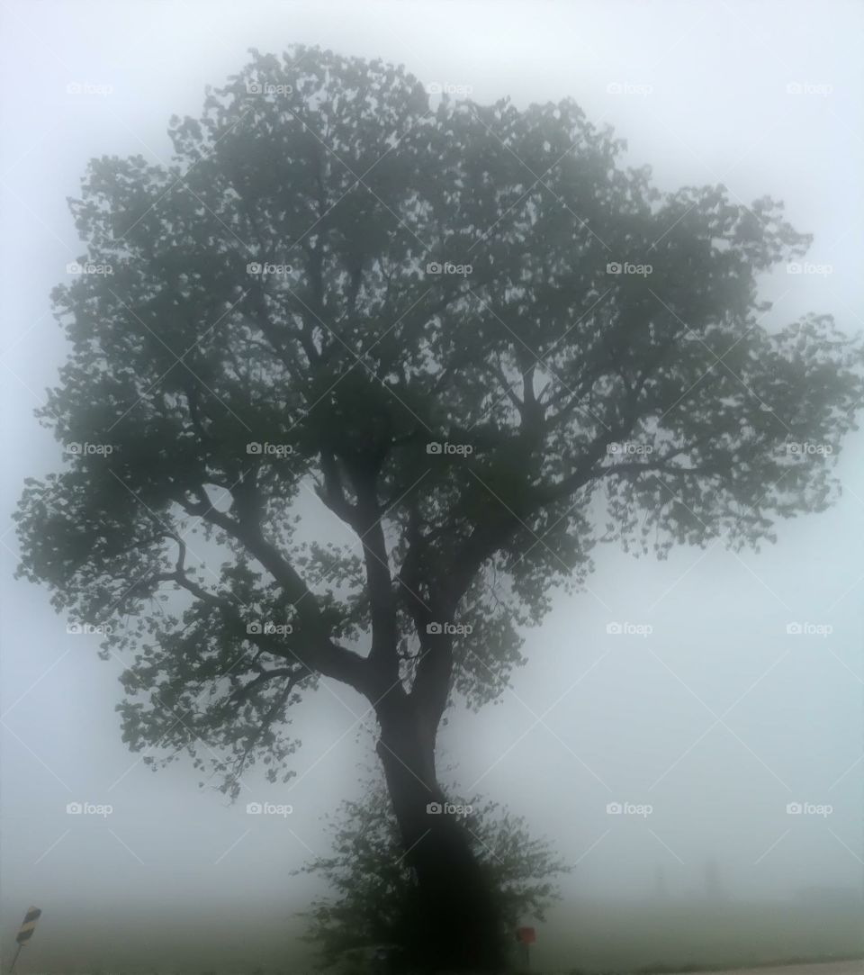 Morning fog. Tree in morning fog