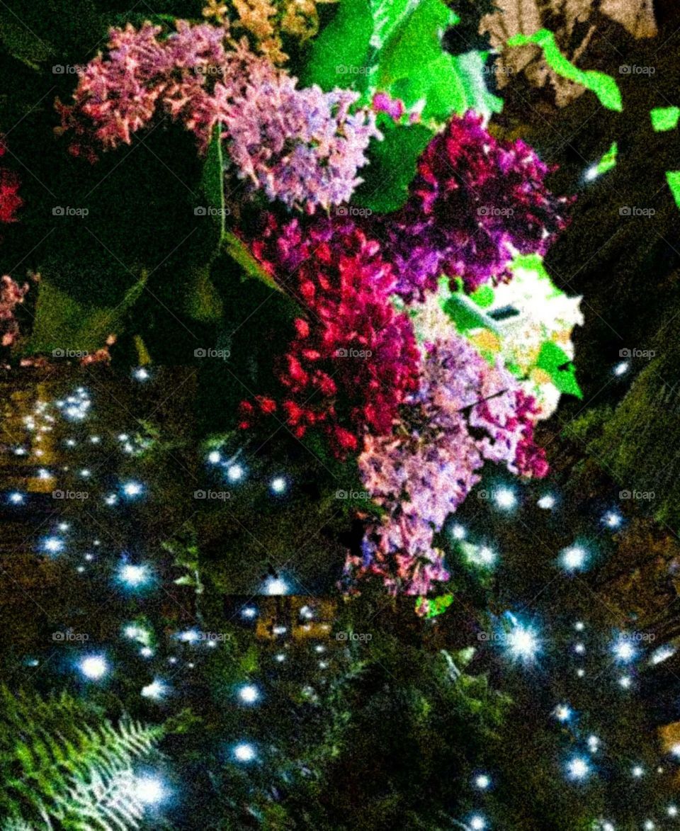 fireflies at night lilacs and Friends beautiful