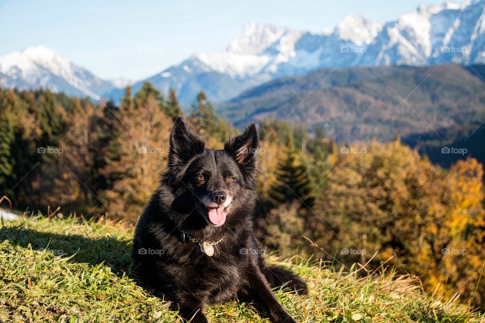 My dog in the alps