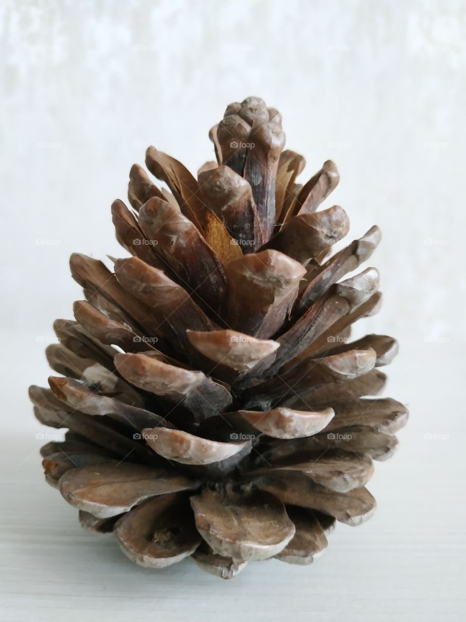 Pine cone