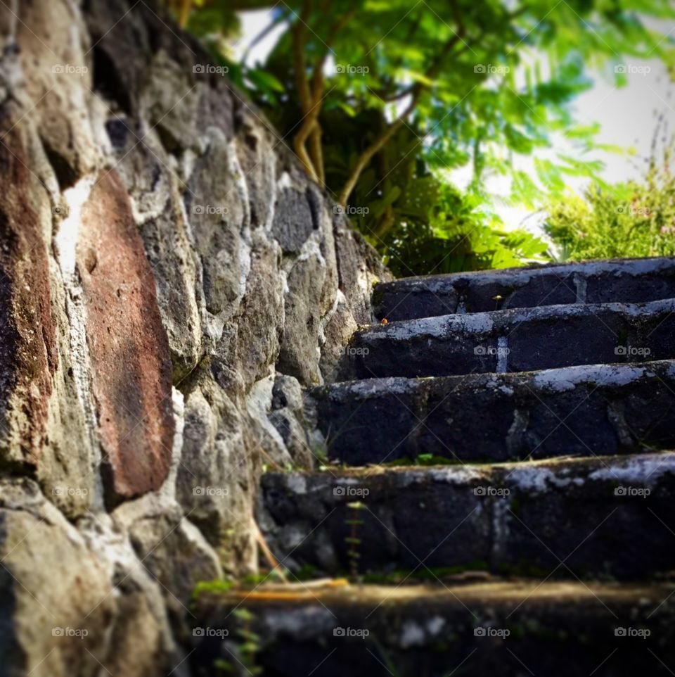 Lava stairway to beautiful green growth