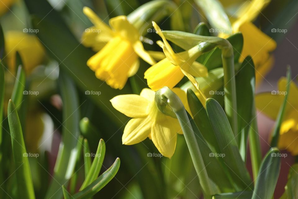 Daffodils