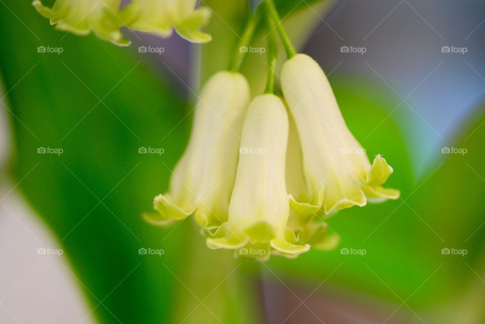 Close up flowers

