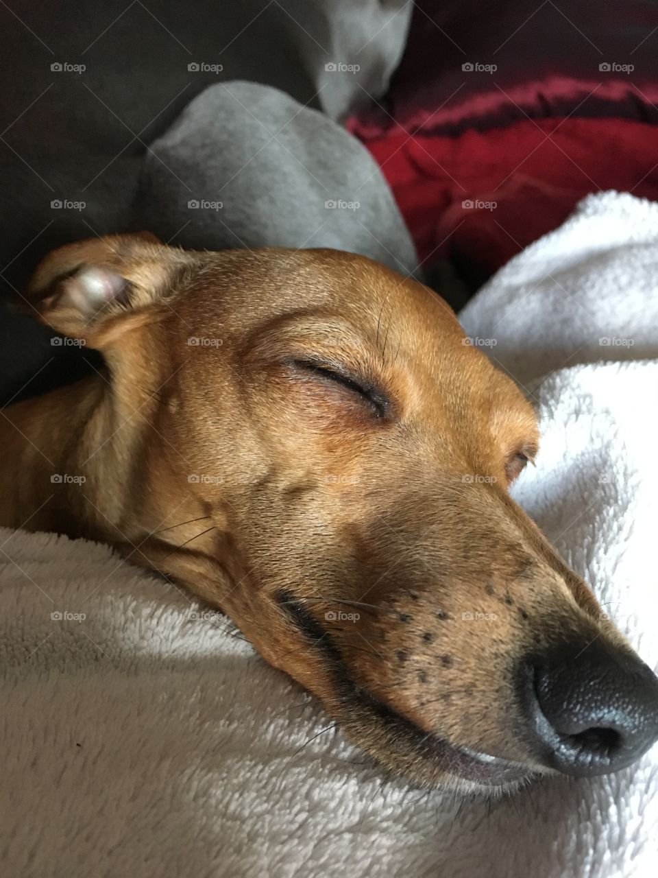 Amber the Italian greyhound puppy asleep with her head on a white blanket 