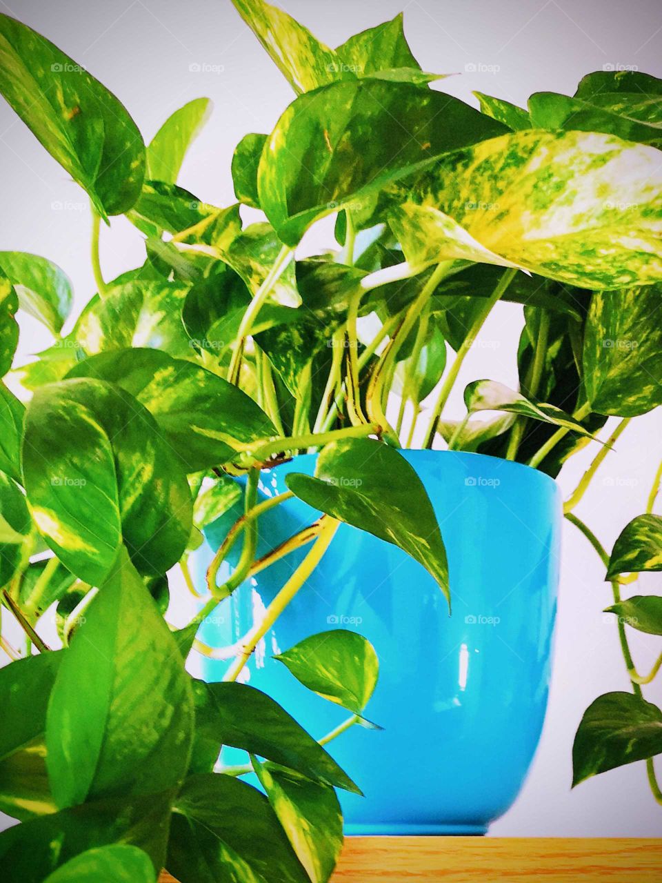 green plant in a blue pot