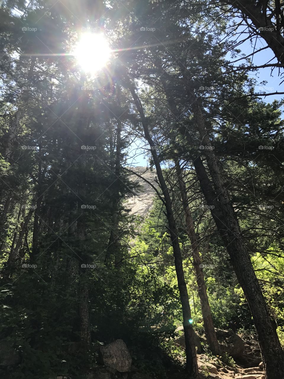 Hiking - trees - colorado - pine