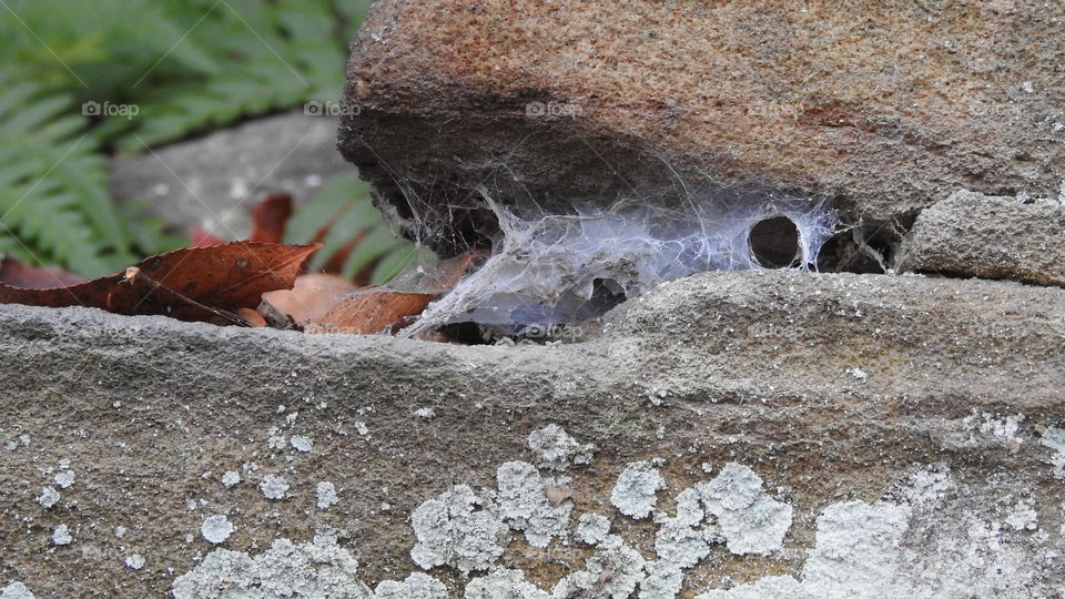 Spider web between rocks.