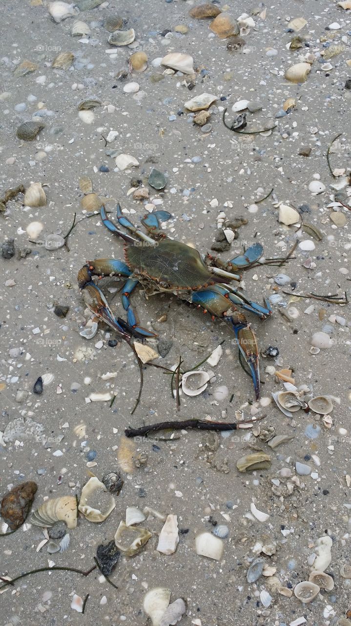 Blue Crab. Dead Blue Crab still a gorgeous sight!