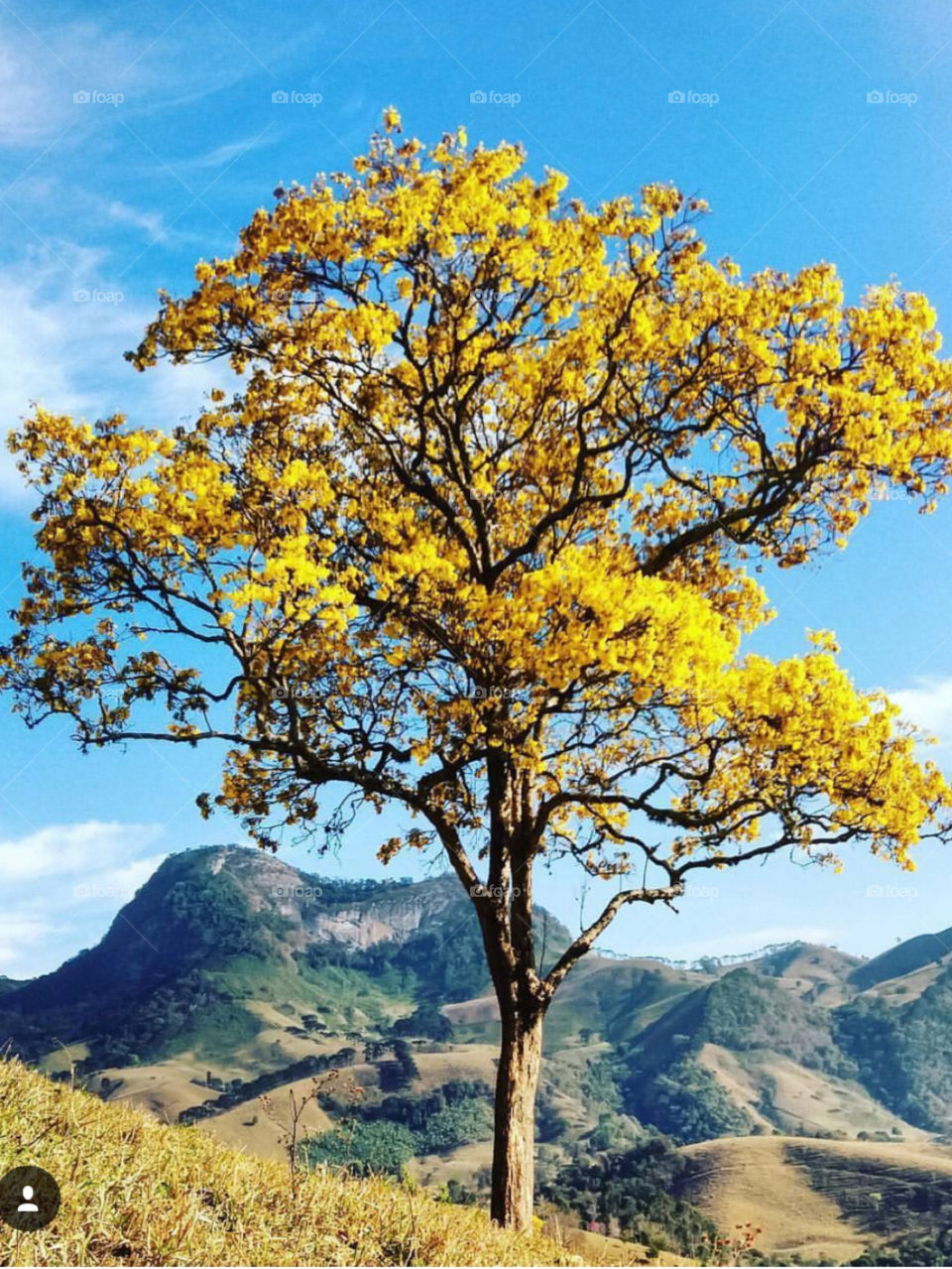 Brasilian Tree
