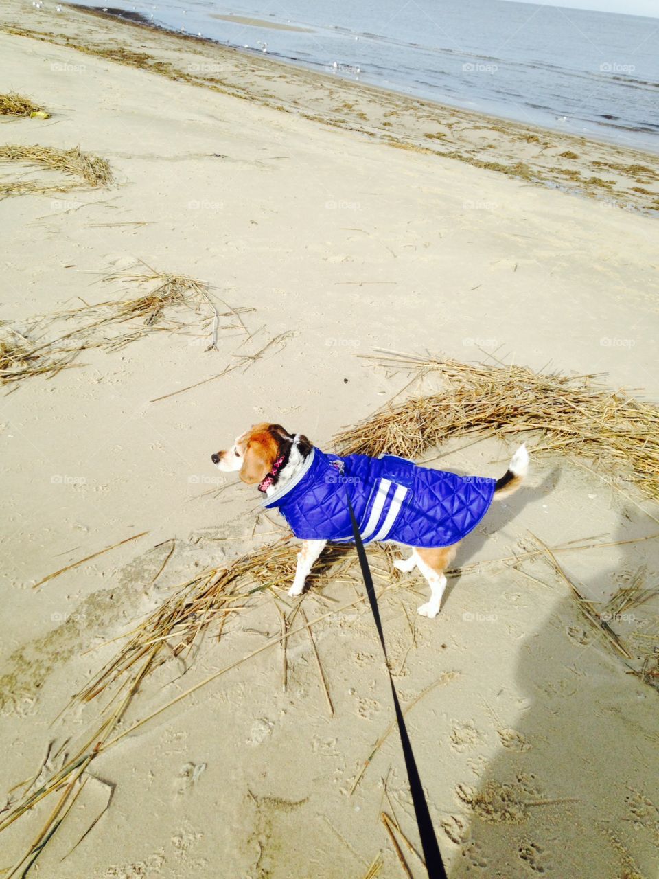 Beach Beagle. Winter on the beach with the beagle 
