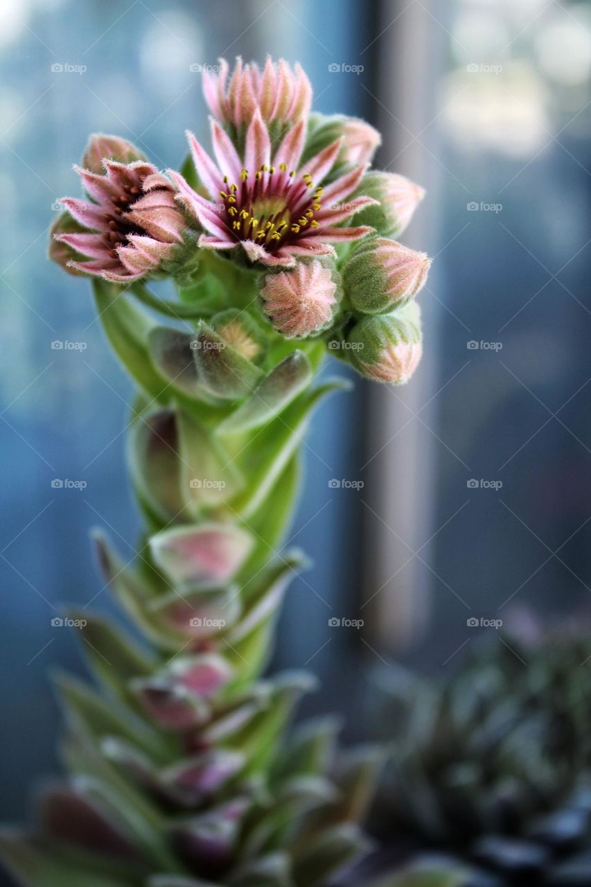 flowering succulent plant