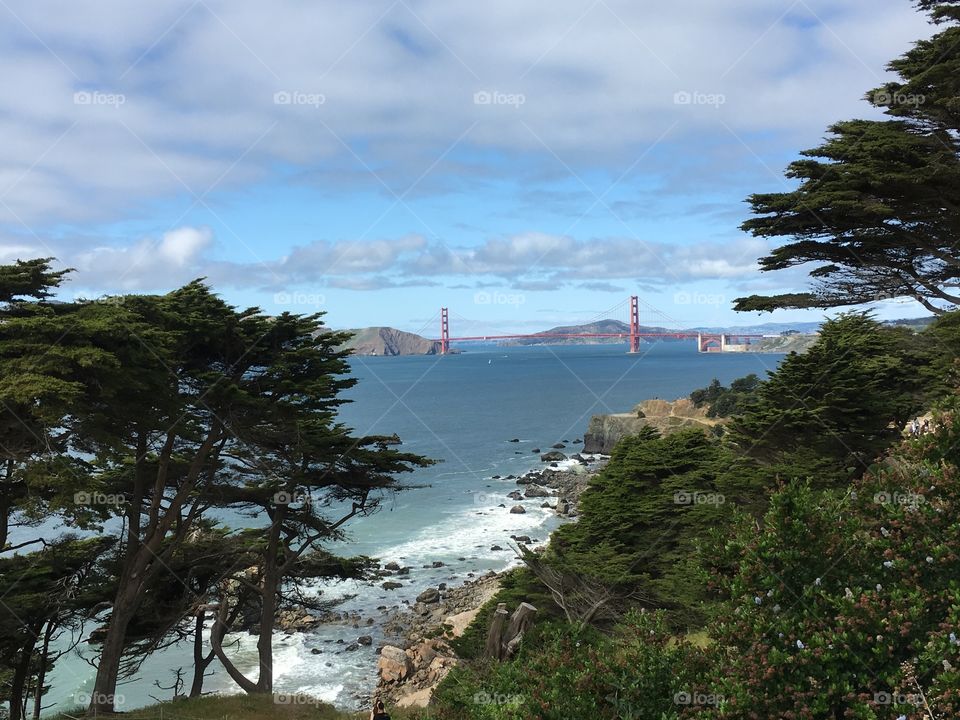 A view of San Francisco bridge through the tree line. 