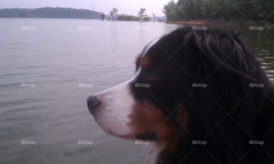 Bernese Mountain Dog Overlooks Lake