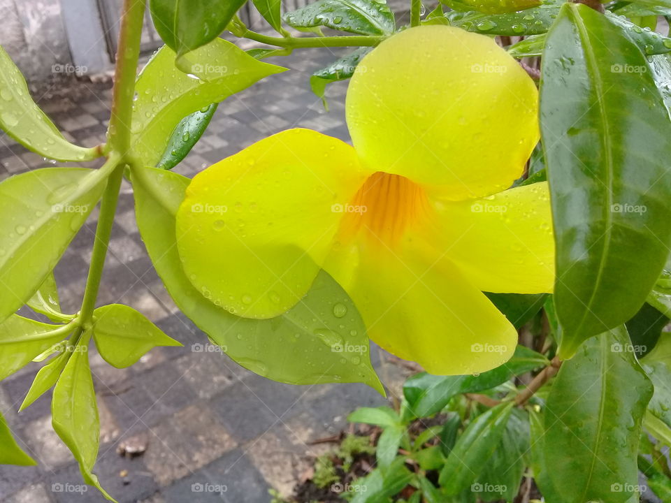 Yellow Alamanda. Rainy day. From Brasil. Beautiful flower.