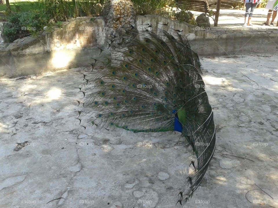 Peacock