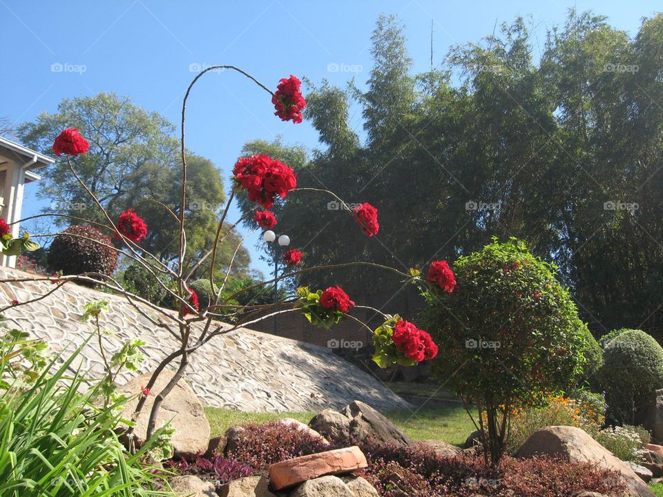 Flowers of Malawi 
