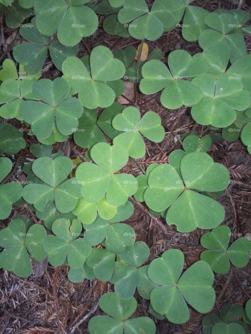 lucky clover, where are you?. looking for the four leaf clover