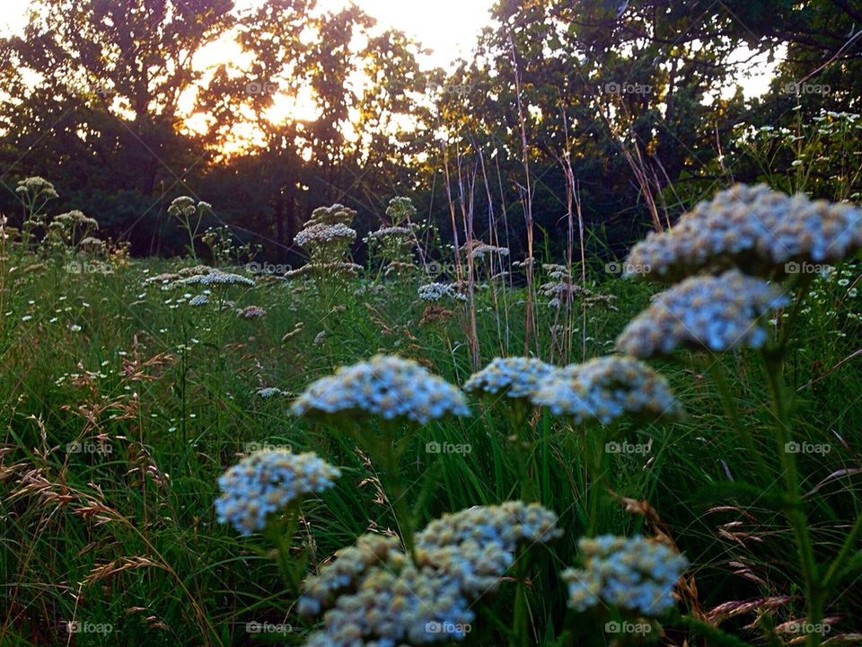 Flowers in field