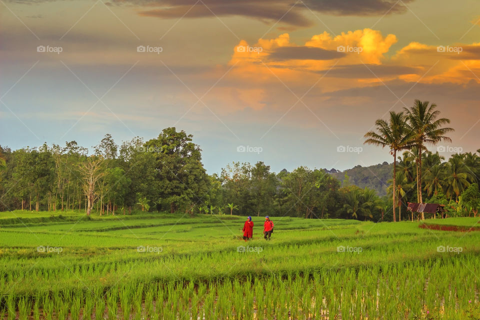 walk at paddy fields in the morning