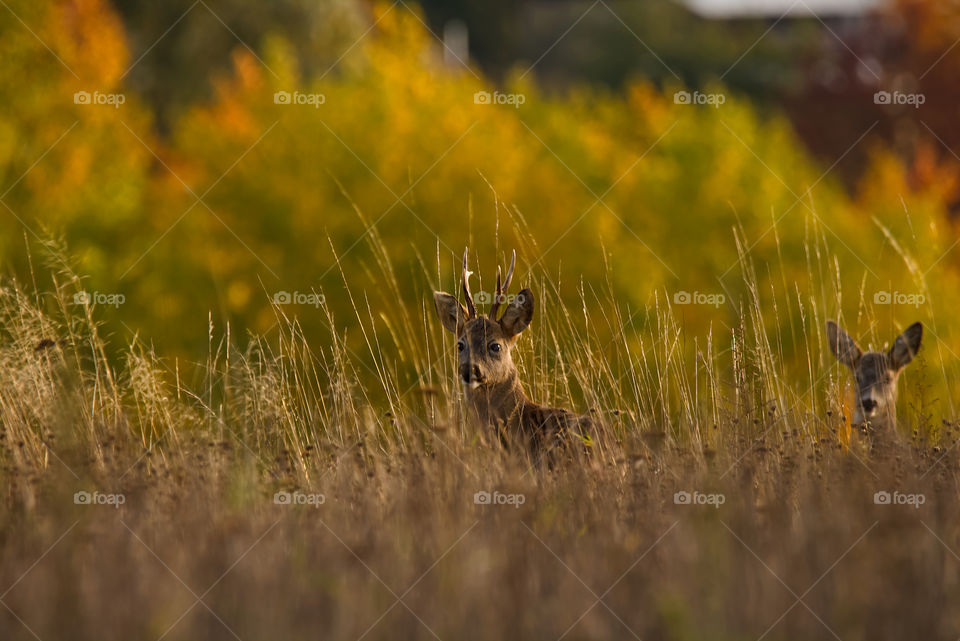 Wild deer