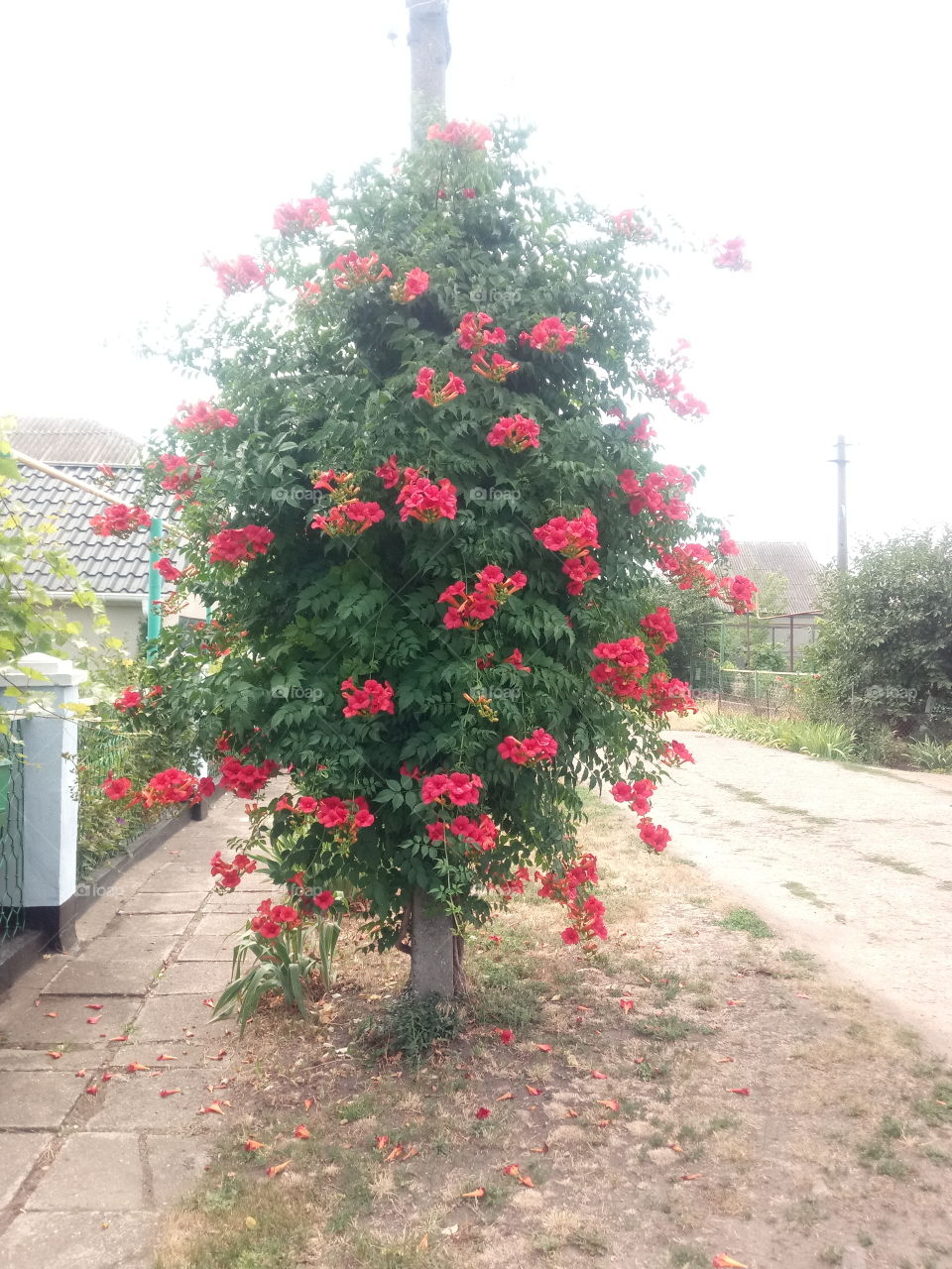flowers on the pillar